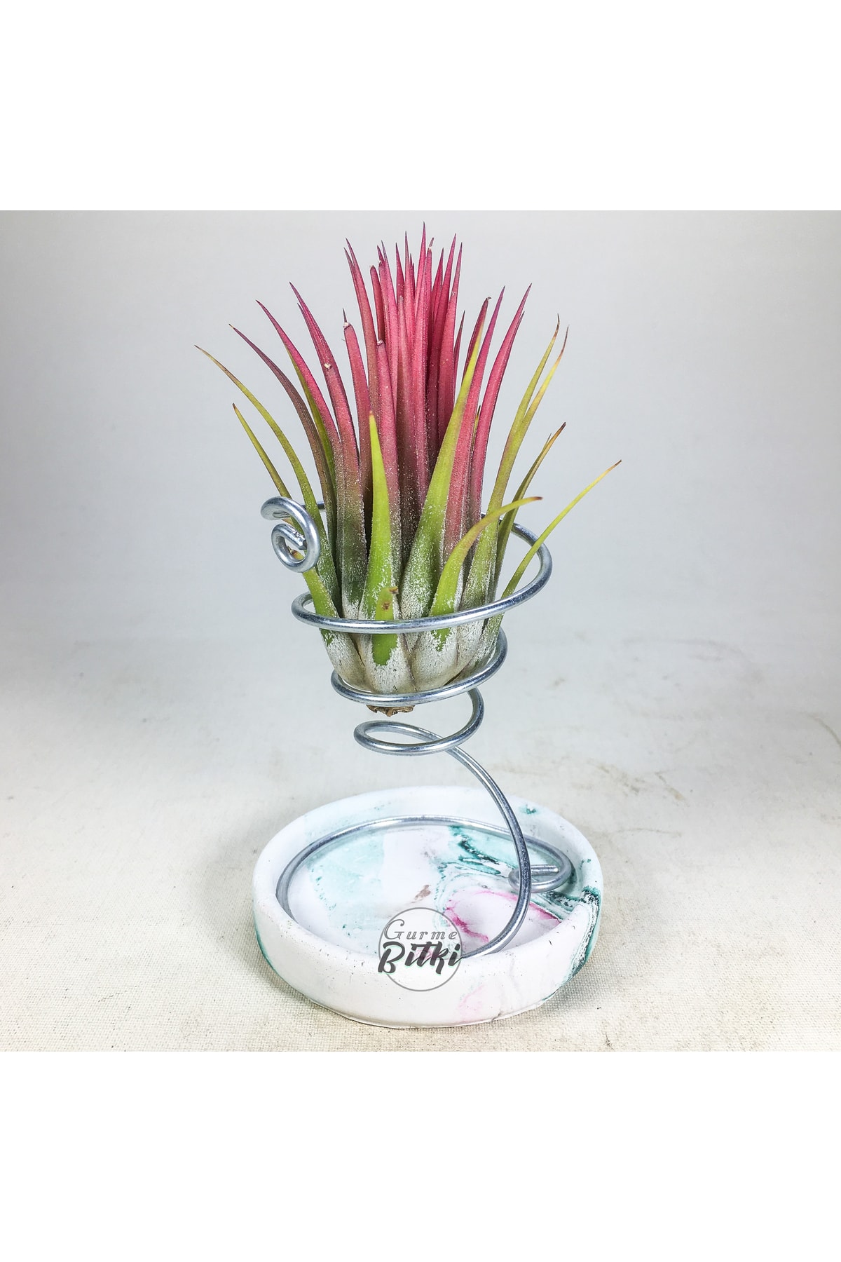 Gurme Bitki Tillandsia Ionantha Rubra - El Yapımı Dekoratif Standı Ile Hava Bitkisi Air Plant
